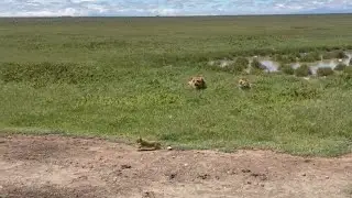 lioness attack a dominant male lion to protect her cub scare run faster video 