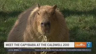 Exploring the Caldwell Zoo: Breakfast with the world's largest rodent, the capybara