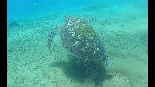 Dive 11-14-2019 Dauin, Philippines: Sea Turtle, Puffer Fish, Bat Fish...