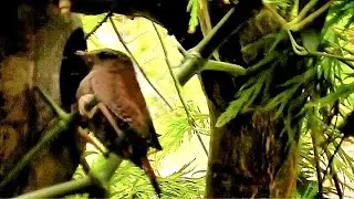 G&aelig;rdesmutte(Troglodytes troglodytes)