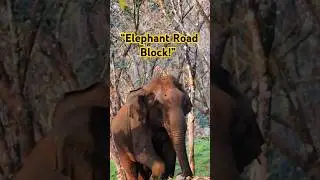 Giant Elephant Blocks Road in Ernakulam Forest, Kerala! Must Watch! #shorts@madhan_naturevlog