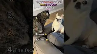 Рейтинг лучших моментов Diva Cats. Часть 2 🥰💯