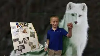Andrew Arctic Fox Green Screen Class 2031