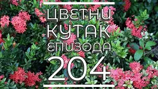 Cvetni kutak ep. 204 05.10.2023. Fotinija, Aeonium, močvarni hibiskus, Deliblatska peščara