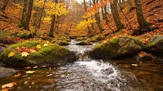 RELAXING RIVER FLOW AND BIRD SOUNDS WITH SOFT PIANO FOR INSOMNIA HEALING
