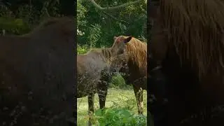hurso in forest