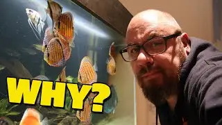 The TRUTH about these 'No Water Change' videos!