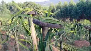 NATURE TALKS AROUND OUR DRAGON FRUIT FARM BOOK SEEDLINGS WHICH ARE ORGANIC AND CERTIFIED 