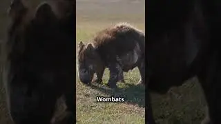 The Most SURPRISING Animal Behaviors Revealed 🐾
