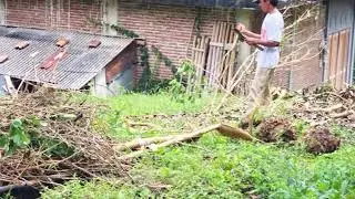 Traditional Rice Farming with Modern Tractor #RuralAgriculture #TraditionalFarming