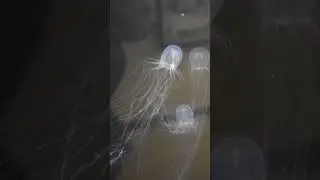 Hydroid Stinging Tentacles - Telonicher Marine Lab  #hydroids #hydrozoa #jellyfish #cnidaria
