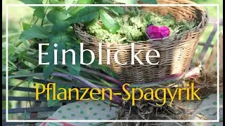 Spagyrische Praxis - Einblicke in das Pflanzenreich | Christoph Pollak
