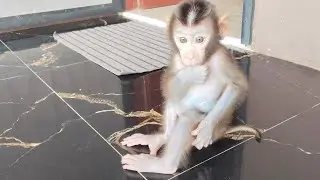 The boni monkey baby looks so perfect after being bathed. 😍🥰😘