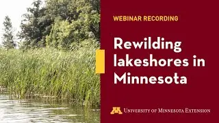 Rewilding lakeshores in Minnesota