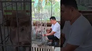 amazing helping piggy #pigindustry #pigfeed #farming101 #hogger #pigfarming #highlights #views