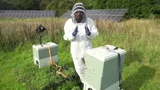 Bees Are Robbing Like CRAZY!