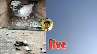 kabuter live / কবুতর লাইভ #কবুতরলাইভ #kabuterlive #live
