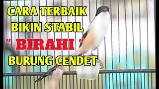 CARA BIKIN BIRAHI CENDET STABIL