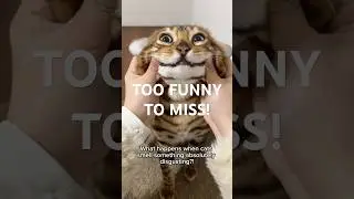 Реакция кошек на неприятные запахи 😹 | Забавная подборка видео с кошками
