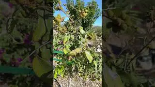 September 6, 2025 MY SRI CHOMPOO LONGAN IS PRODUCING FRUITS IN PASO ROBLES CA ZONE 9A