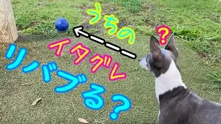 【⚽ボールは好き&hellip;で..す⁉🙄】目指せ‼リバブるイタグレ‼