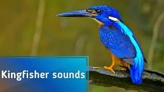 Kingfisher sounds