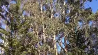 Monarchs in Santa Cruz