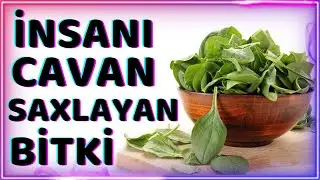 Göyərtilərin şahı İspanağın müalicəvi faydaları və zərərləri