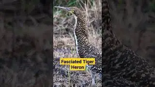 Fasciated Tiger Heron