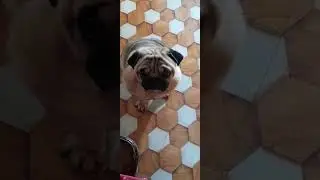 sound game with my pug #pugdog #games #pugbaby #daliyvlog #vlogs #cutepug #puggaming