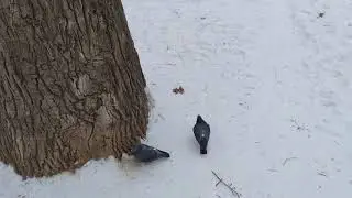 210225 Поход к дубу