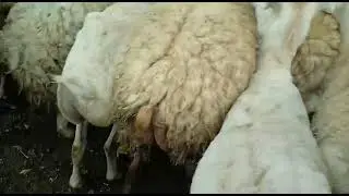 Beyləqan Qara Dolaq şort Qoyunlar satılır
