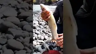 Asli trout fishing in indus river||pakistan village life || big fish caught | #viral #shorts