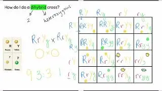 Dihybrid Cross Punnett Square Tutorial - Mendelian Genetics and Ratios