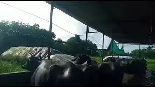 Automatic Buffalo Drinking water bowl