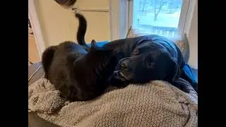 P2 The Cat, Maya The Dog