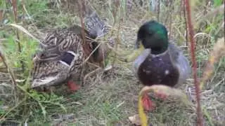 Duck Slideshow