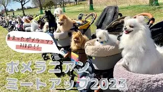 318匹大集合【ポメラニアンミートアップ2023】参加レポート★free stitch主催