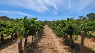 Australia | Clare Valley