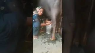 Buffalo milking by hand ✋️ haryanvi Village life✋️ &hearts;️ hardworking namaste 🙏🏼 &hearts;️ viral milking vedio