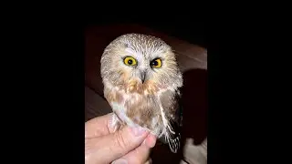 Northern Saw-whet Owl-   Banding