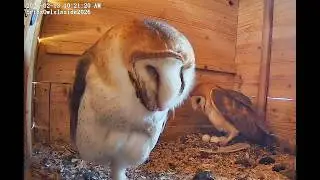 Eric's Barn Owl Nest Cam Live Stream