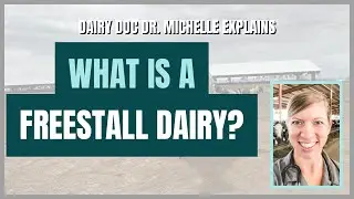 What is a freestall dairy?