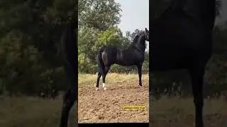 Stallion JaiDeep 🐴 Sire by Champion Stallion Badal Dhanta #shorts #trending #viral #ytshorts