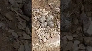 Killdeer playing dead protecting nest