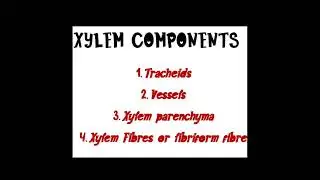 @KnowleJ hub... Xylem components