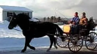 Young Driving Horse First Hitch to Carriage