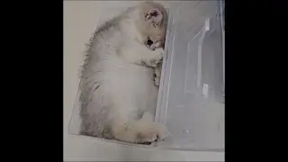 2 month old kitten cat chasing and playing its tail in transparent box