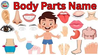 Parts of Body | Body Parts Name | Learning videos for kids | English vocabulary