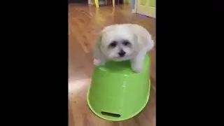 Dog on Shaking Box